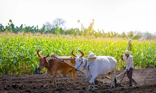 Agriculture & Allied Sectors